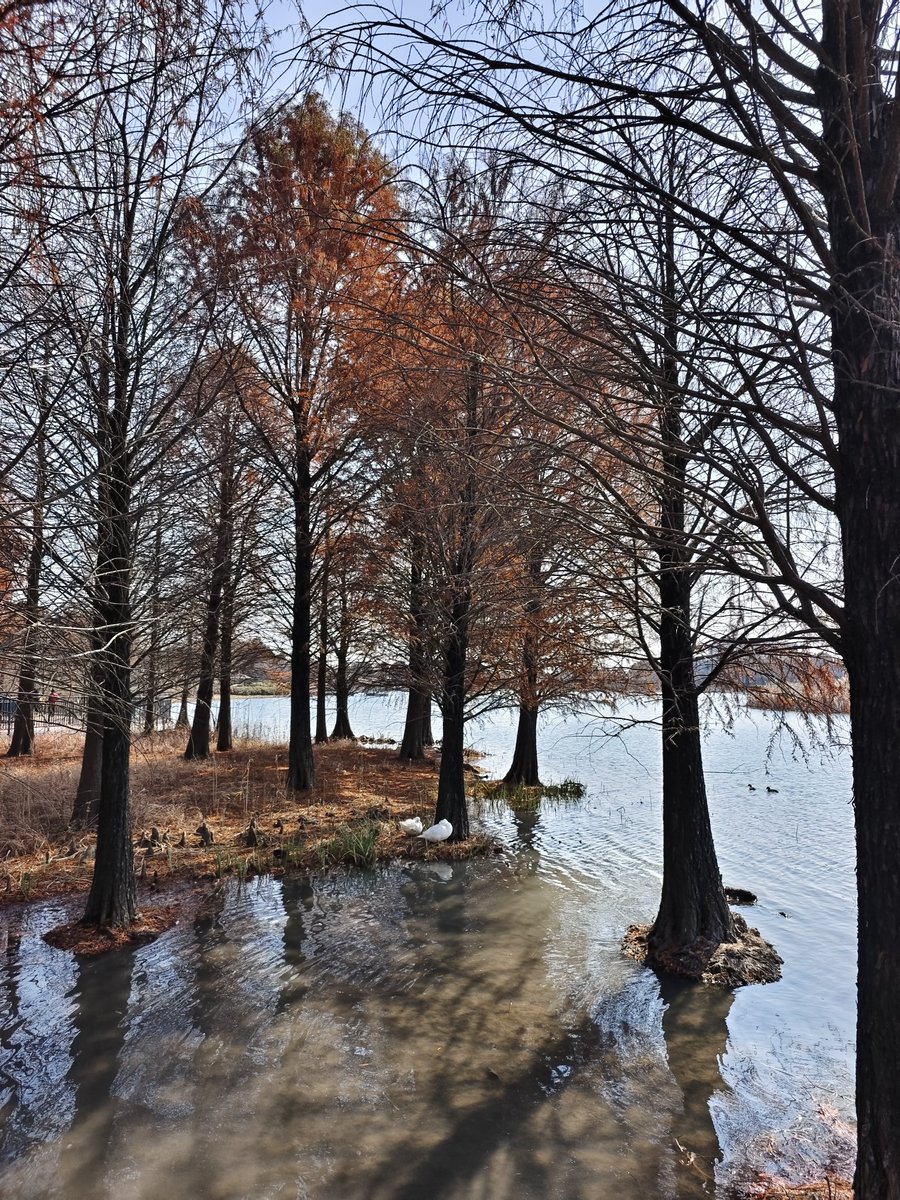ZJT10000's tweet photo. Wishing Star Park is a beautiful lakeside park in Shanghai Disney Resort. It surrounds Wishing Star Lake with walking trails, wetlands and viewing platforms. Its name comes from a classic Disney story, symbolizing dreams come true. https://t.co/zzKbrrHix6