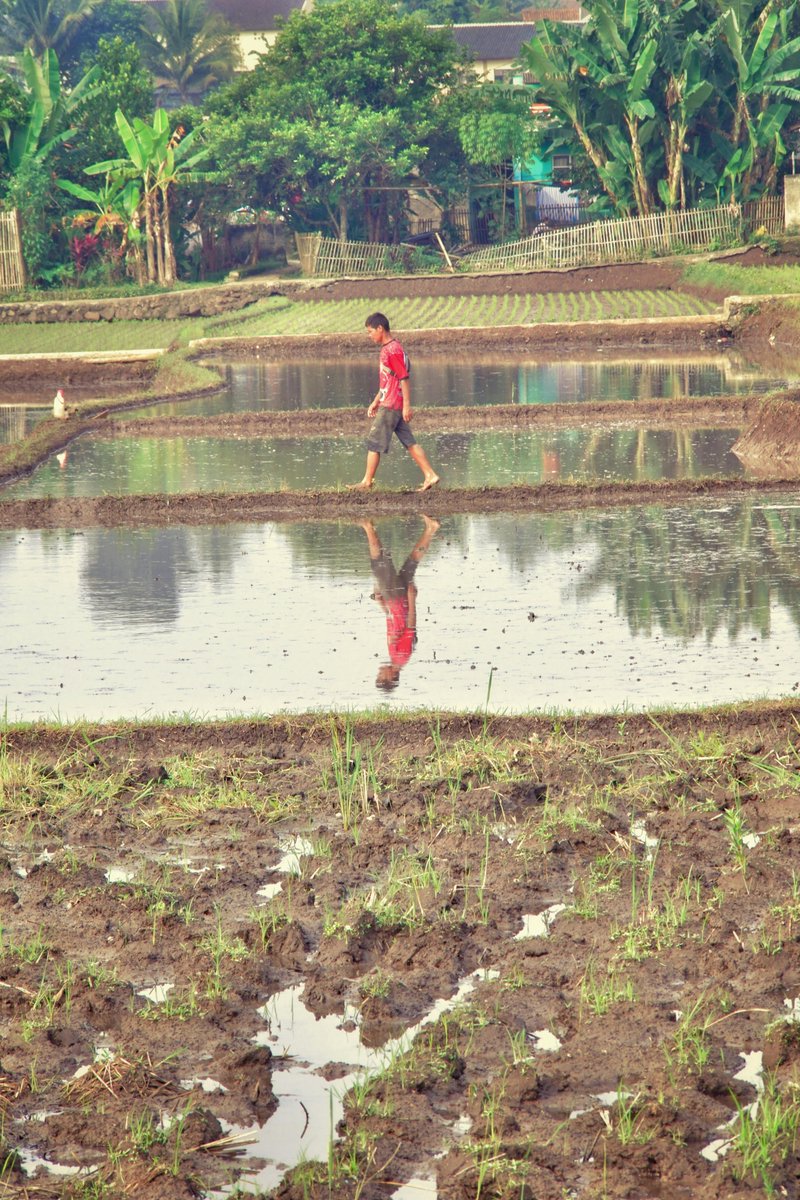 HarvestMrittika's tweet photo. In Chikliguri, farmers are upgrading IR 64 cultivation with Mrittika Harvest. We’re moving beyond traditional methods to maximize ROI.
Transform your yield with us! 📩
#Agriculture #SmartFarming #AgriTech #Paddy #RiceFarming #WestBengal #SustainableFarming #FarmingTips #IR64 https://t.co/ZdRSh93lUr