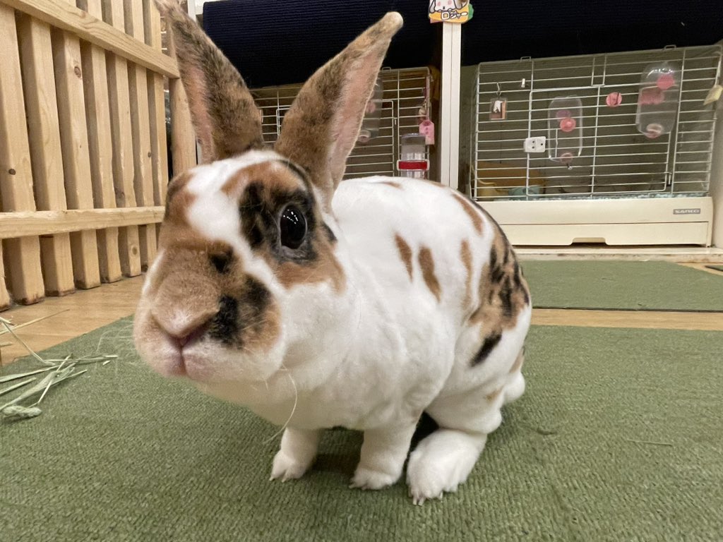 本日12時～オープンいたしました🐰🥕 撫でられるために、そっと頭を