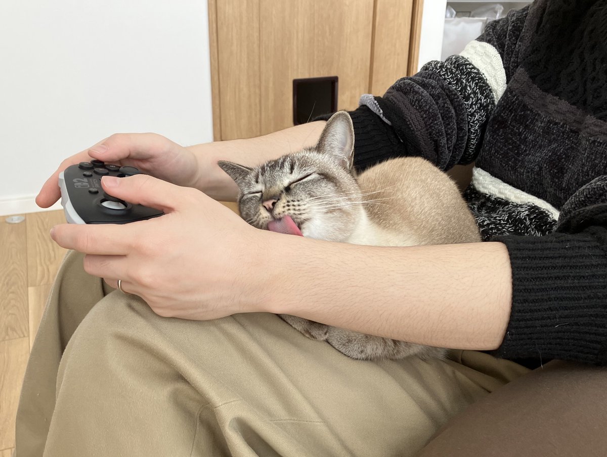 人間の毛づくろいをするねこ