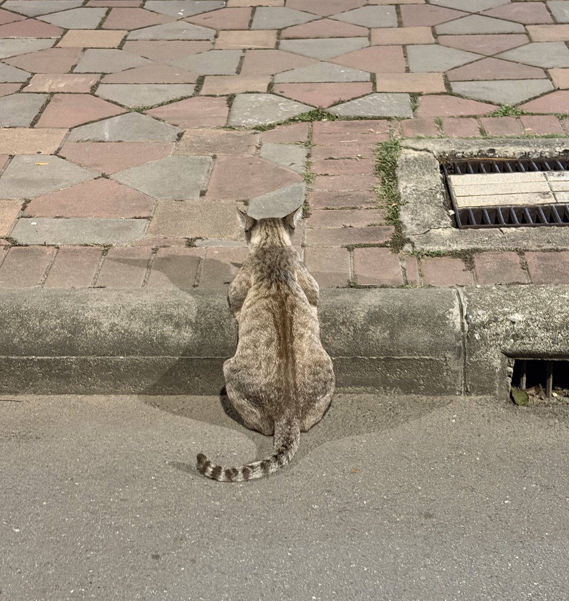 ไปวิ่งที่สวนลุมฯ เจอน้องแมวตุวนี้นั่งท่านี้ค่ะ เหมือนมานั่งบาร์ รอเพื่อน แต่ไหนเครื่องดื่มกับบาร์เทนเดอร์นะ