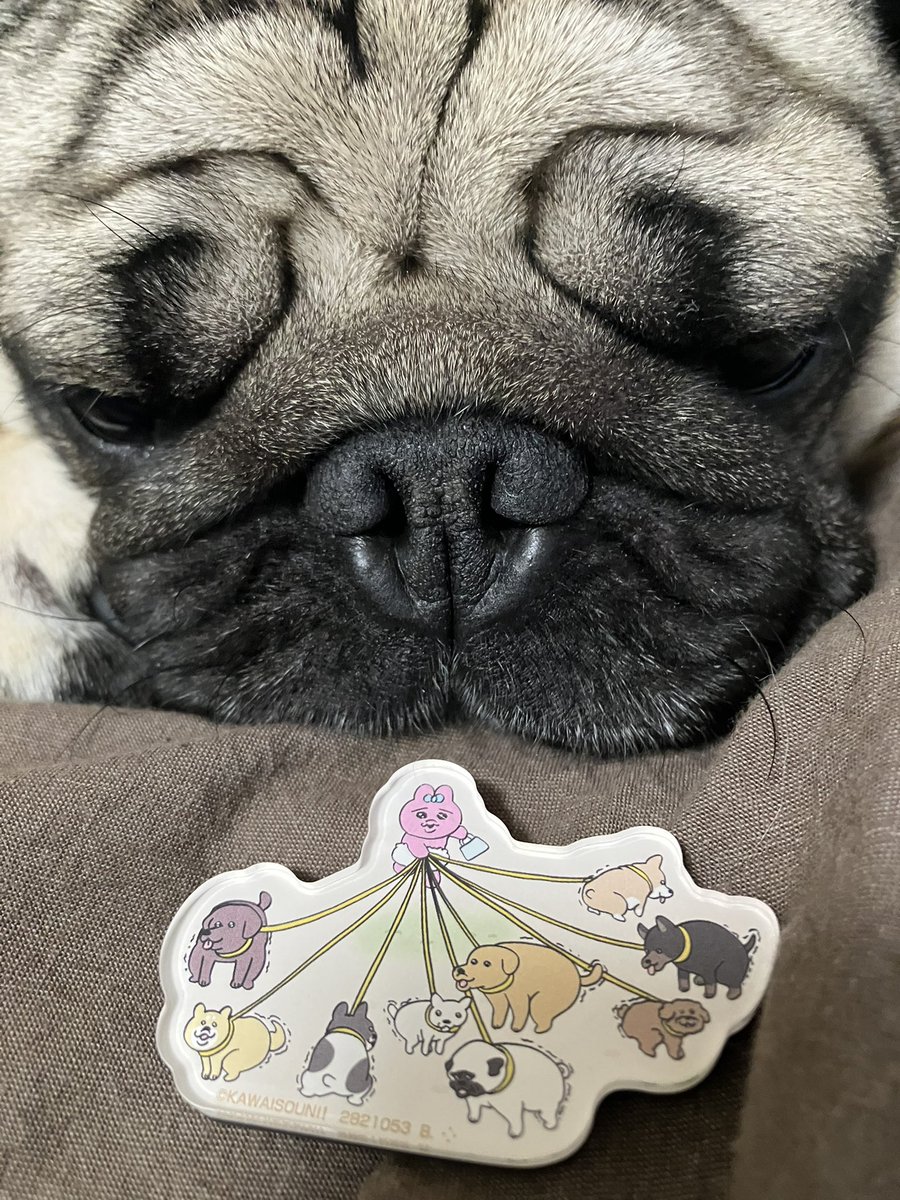 嬉しすぎる！！！ おぱんちゅパグ楽しみ🐰🐶