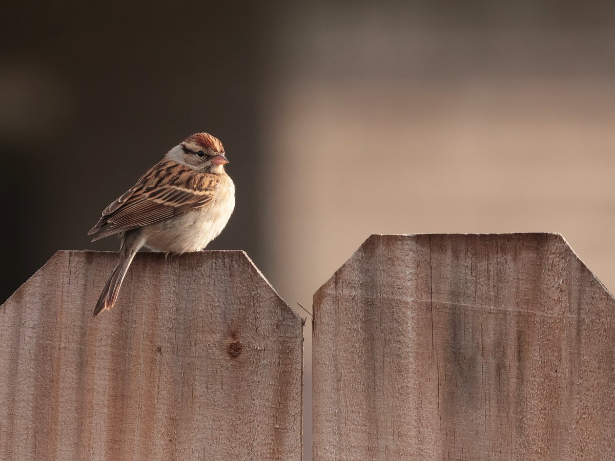 Bonsai Guy (@kippernifficent) on Twitter photo 