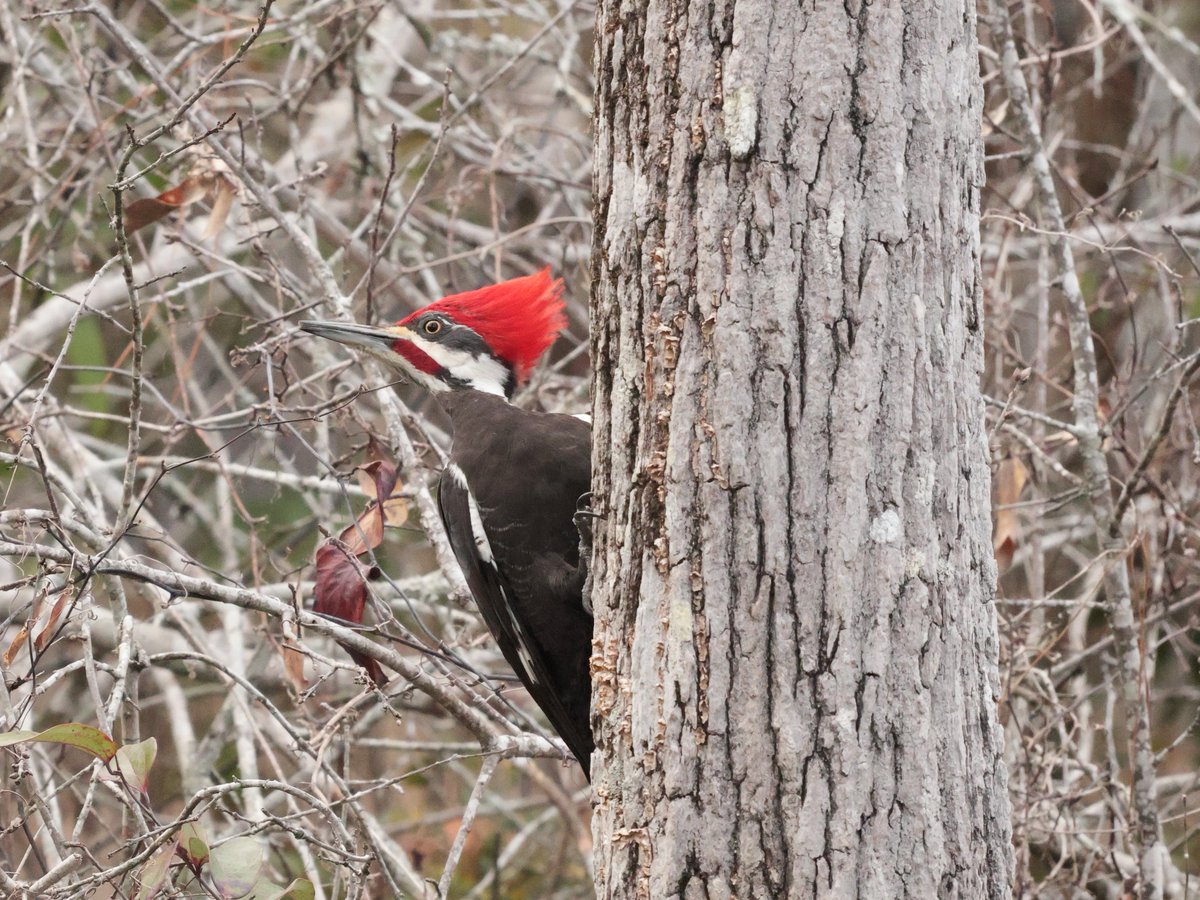 Bonsai Guy (@kippernifficent) on Twitter photo 