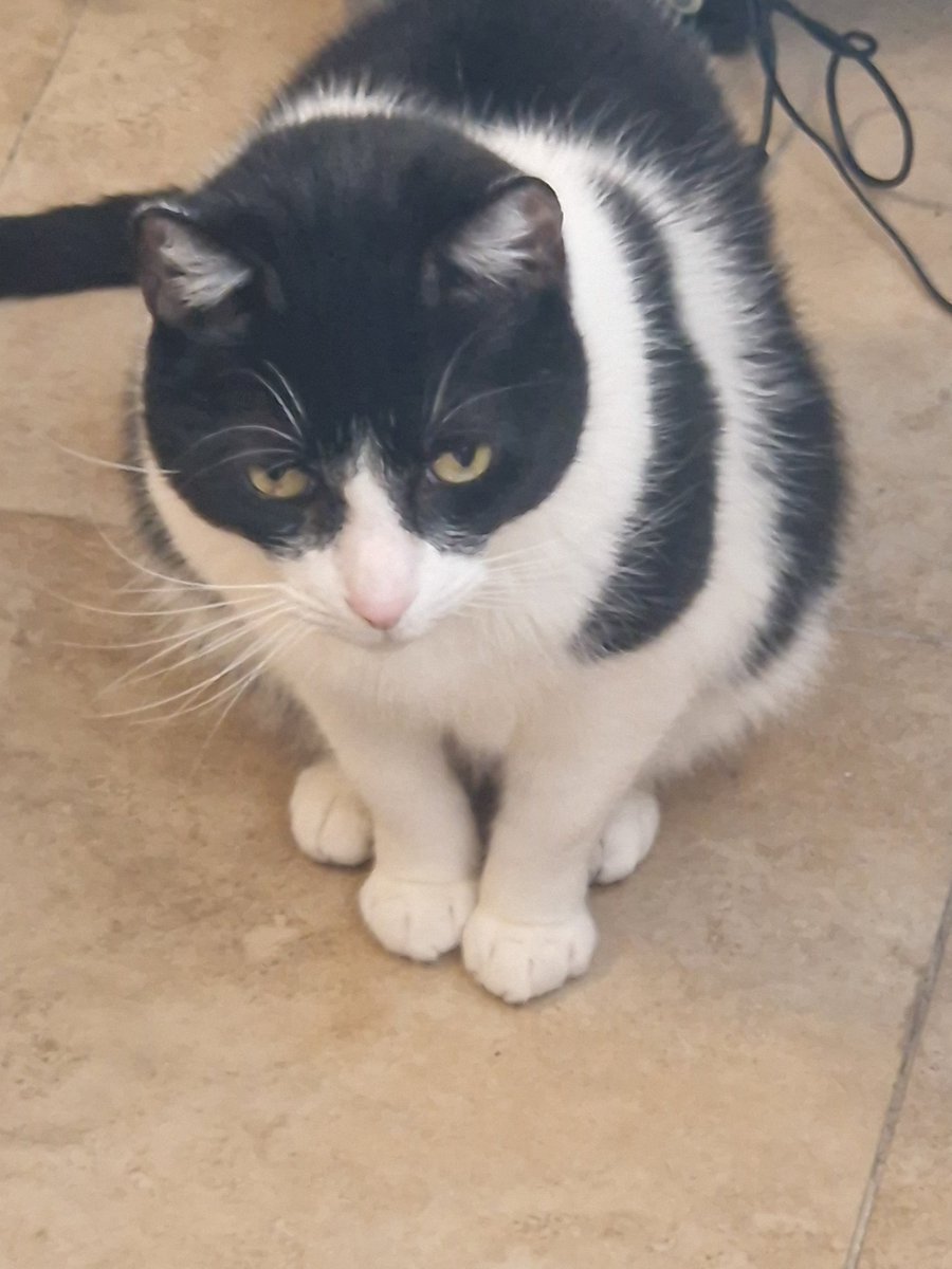 DEI chin tweet media