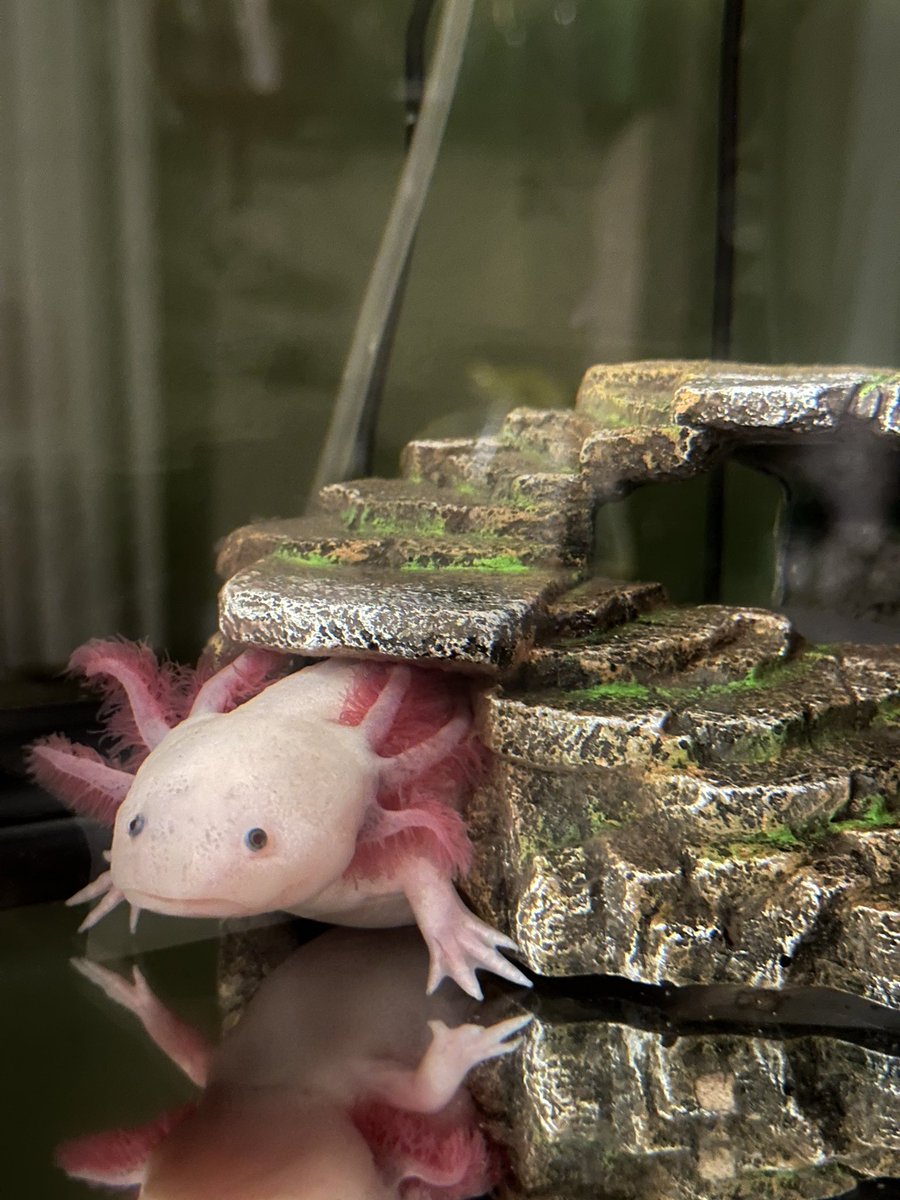PhostineV's tweet photo. @Garrett_Watts Kirby the axolotl 🤍. We got him on discount because he was missing a leg. But it grew back. Now he’s fat and cute https://t.co/rfXtOz3pqI
