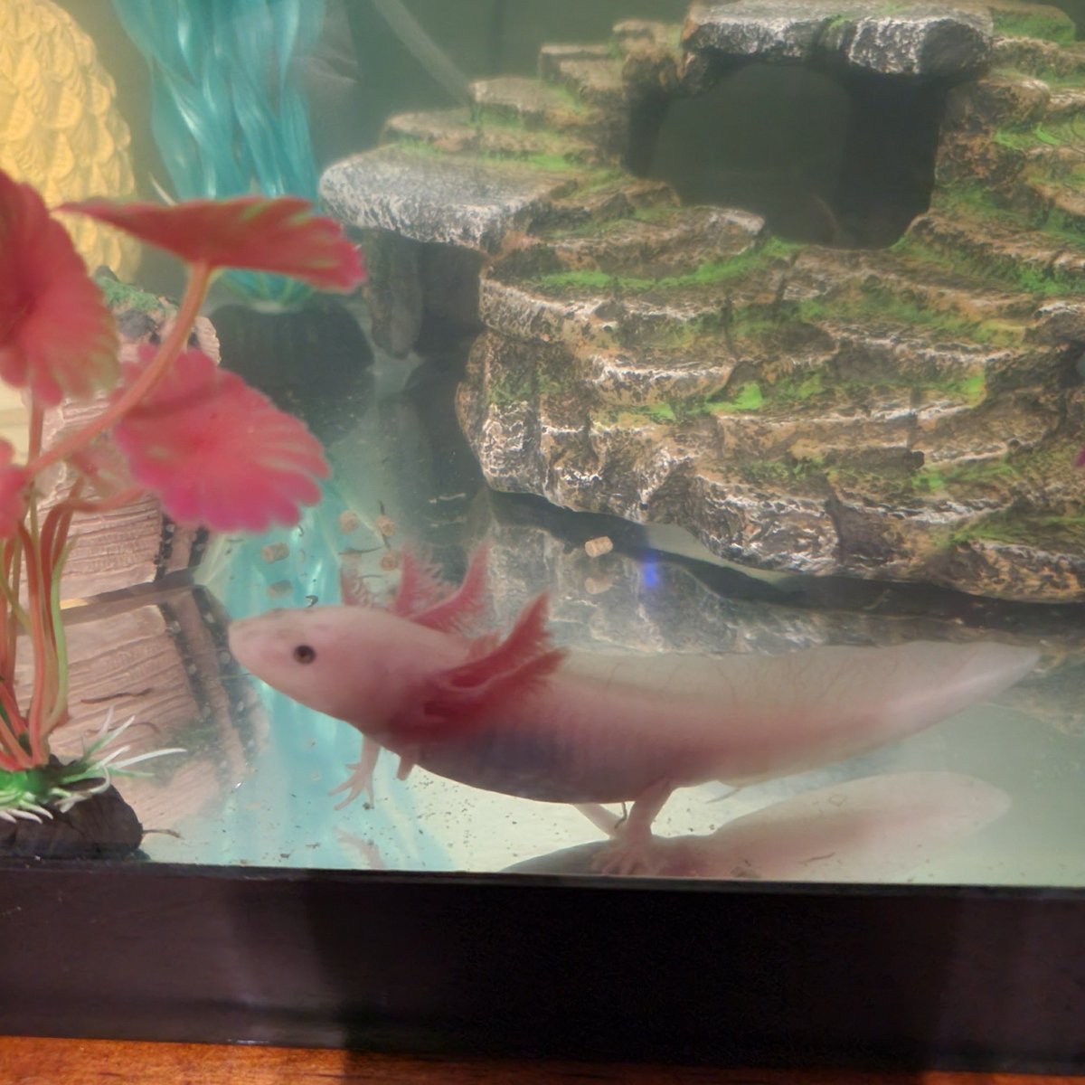 PhostineV's tweet photo. @Garrett_Watts Kirby the axolotl 🤍. We got him on discount because he was missing a leg. But it grew back. Now he’s fat and cute https://t.co/rfXtOz3pqI
