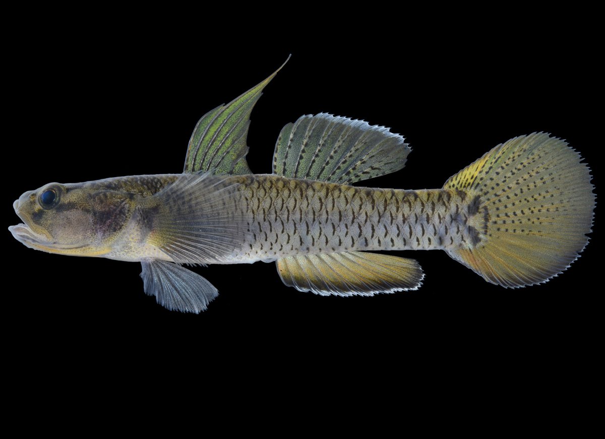 SPESIES IKAN GOBI BAHARU DITEMUI DI TERENGGANU, MALAYSIA - 𝑬𝒖𝒈𝒏𝒂𝒕𝒉𝒐𝒈𝒐𝒃𝒊𝒖𝒔 𝒈𝒂𝒏𝒖𝒆𝒏𝒔𝒊𝒔

Khabar membanggakan dari dunia sains Malaysia! Sebuah spesies ikan gobi (belodok) baharu baru sahaja ditemui di Terengganu dan secara rasminya dinamakan sebagai