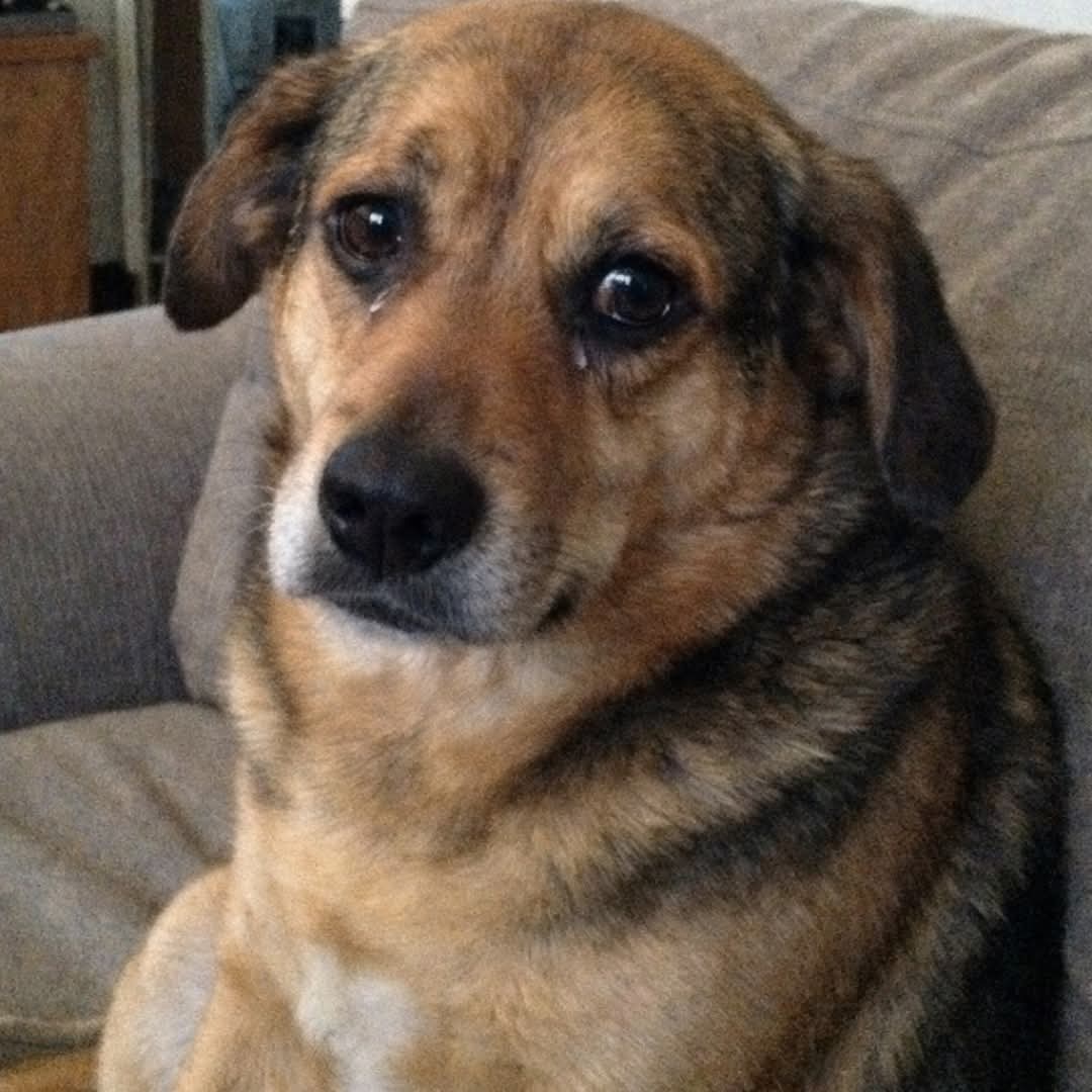 The Husky tweet media