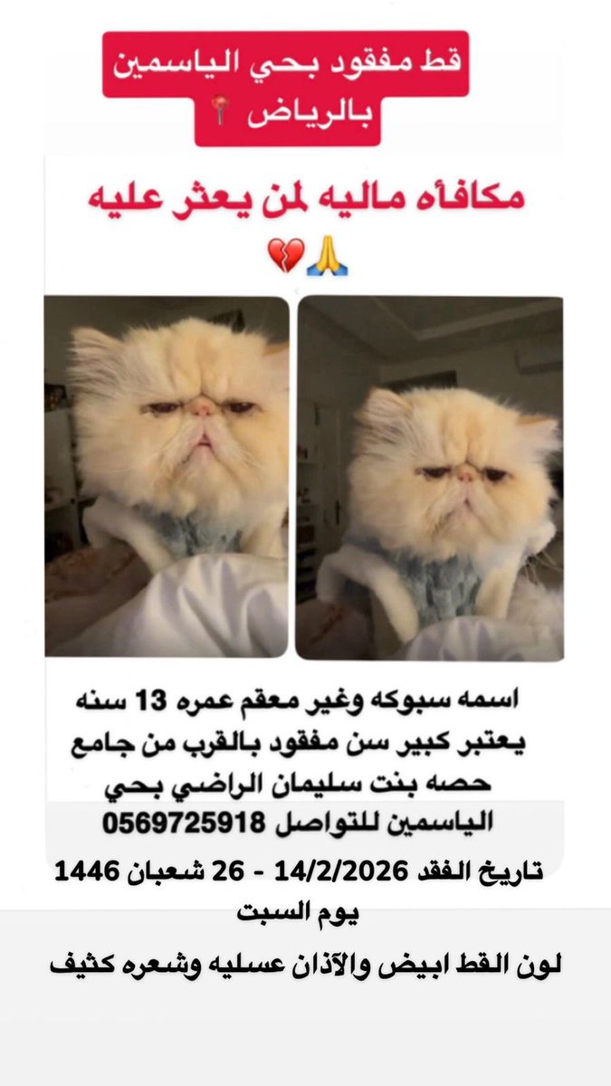 nonz cat tweet media