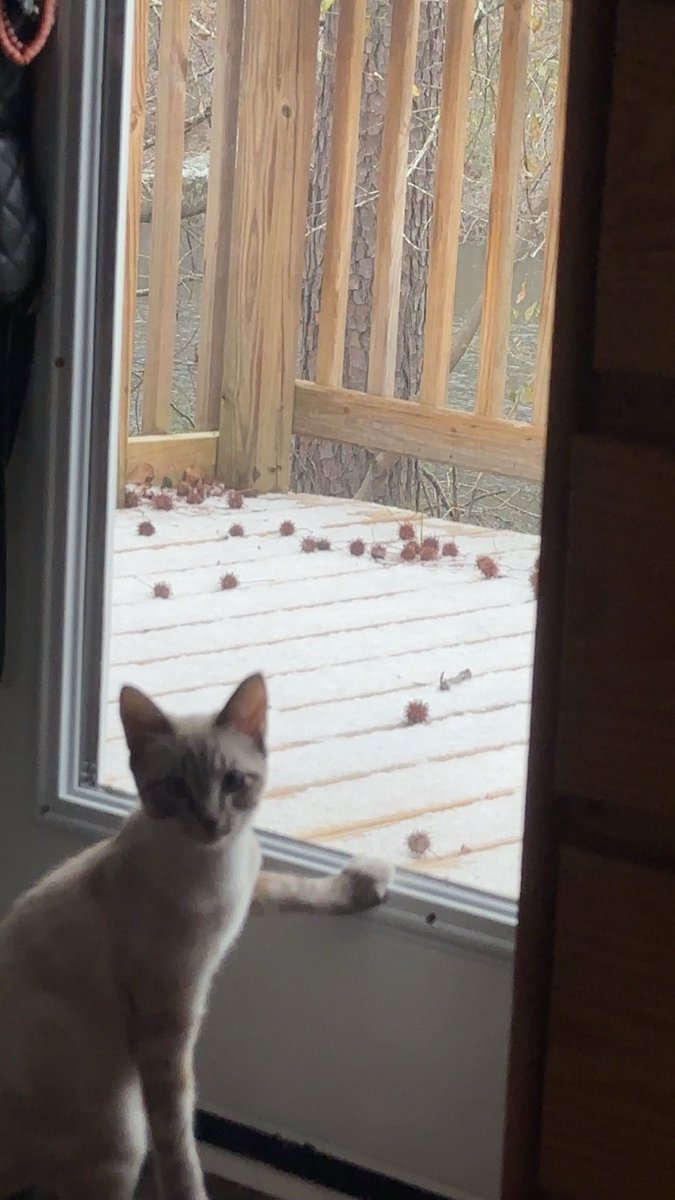 chxnl_'s tweet photo. @Garrett_Watts This is my son Jasper. He likes judging his father’s building skills, watching stranger things, being held like a baby (check replies💃) and begging to play in the snow. https://t.co/NbW0YNtF1U