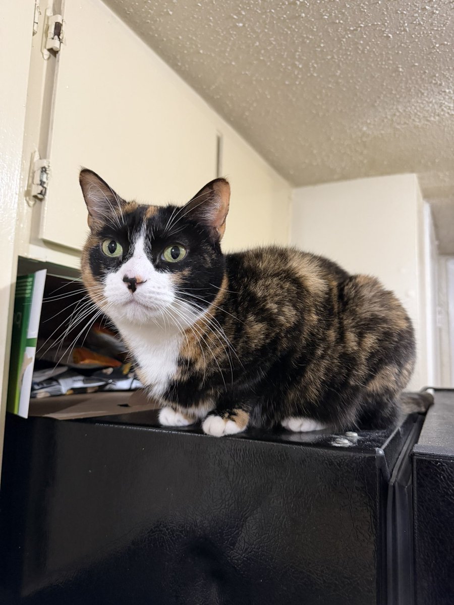 mmckaylee's tweet photo. @Garrett_Watts this is my cat marz. we got her when she was 6 weeks old and we’ve been besties since <3 she hates everyone but me and probably even me sometimes but its okay https://t.co/NLidu8waJ1