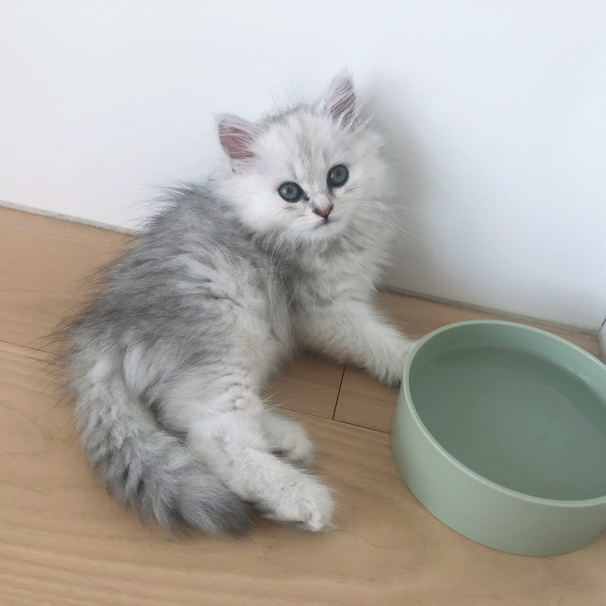 mkmr318's tweet photo. うちもすくすく育ったな、、ちがうねこ、、？ https://t.co/jtRvw91cA5