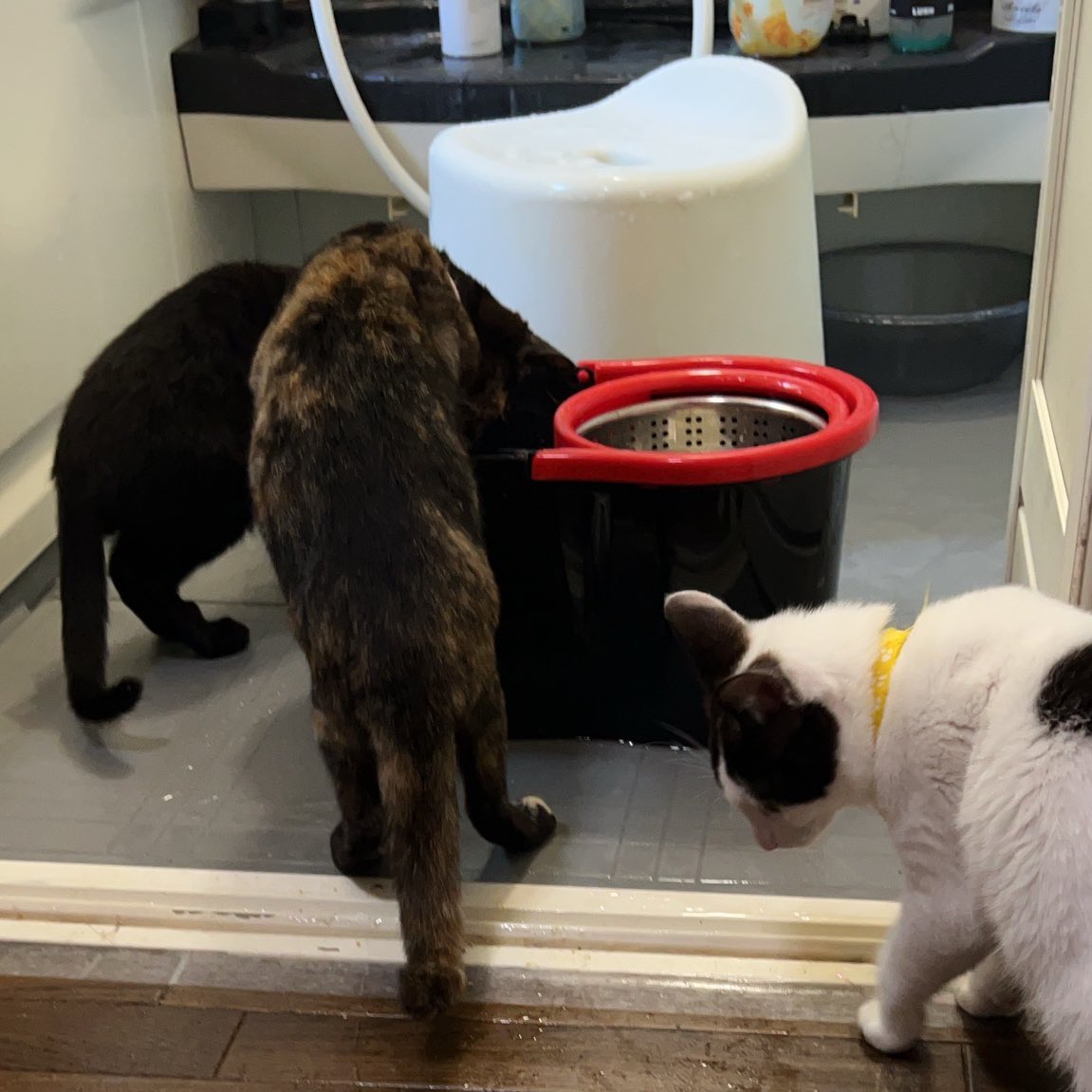 好奇心旺盛すぎて風呂場にまで突撃してくる猫達 強い