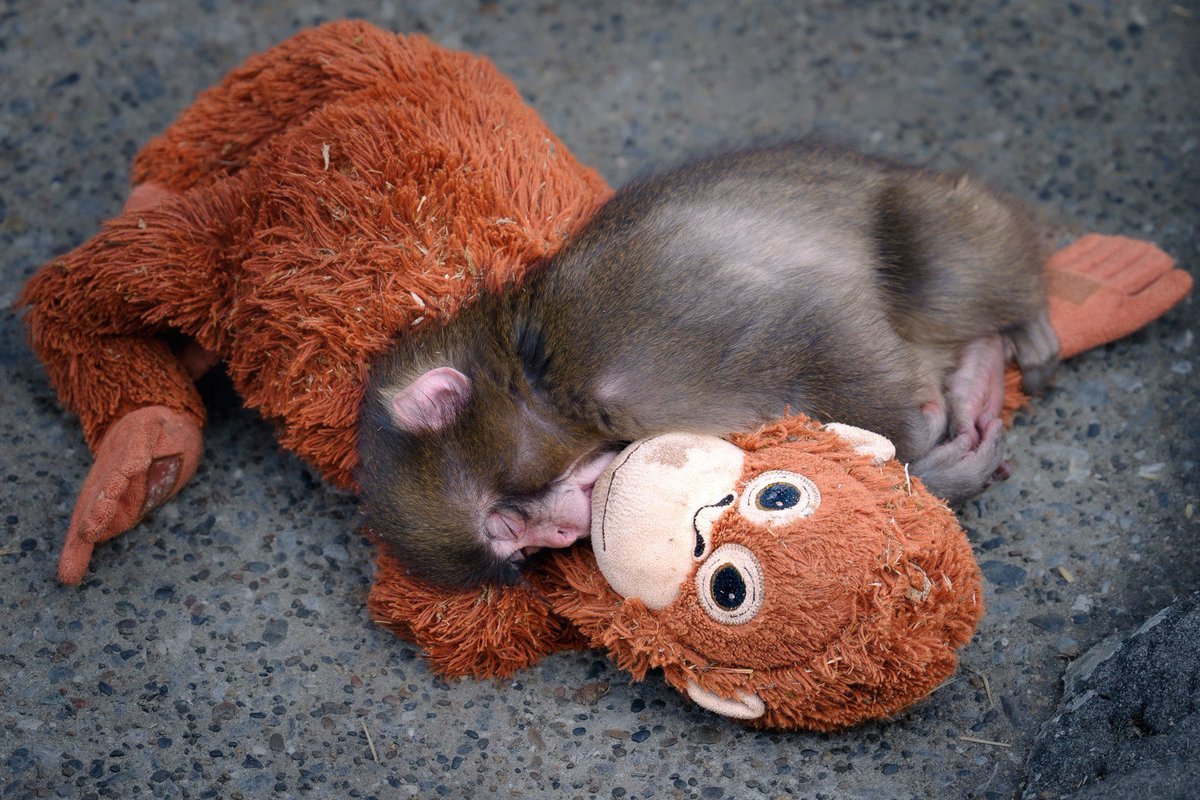 goodnight to punch and punch only