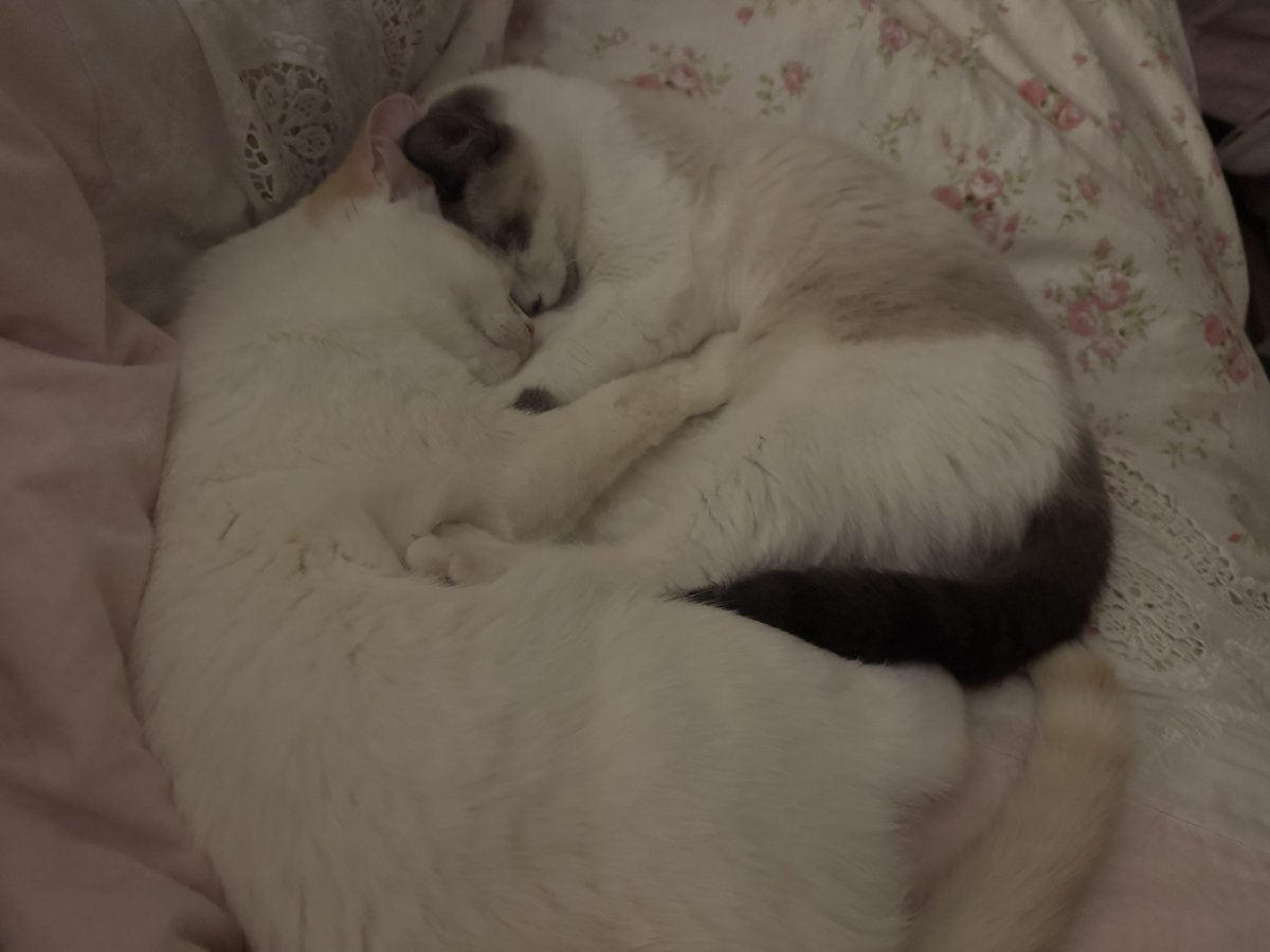 Love kittens