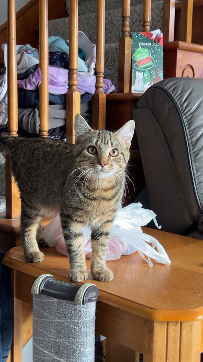 Madisonoliver22's tweet photo. @Garrett_Watts This is my baby boi Ozzy! My old roommate had cat that used to be an outdoor cat. She escaped on us and returned back and her belly began growing and she had 3 little angels and I got the only boy out of the litter! He is only 8 months old but the light of my life! https://t.co/vjyM9Ynacr