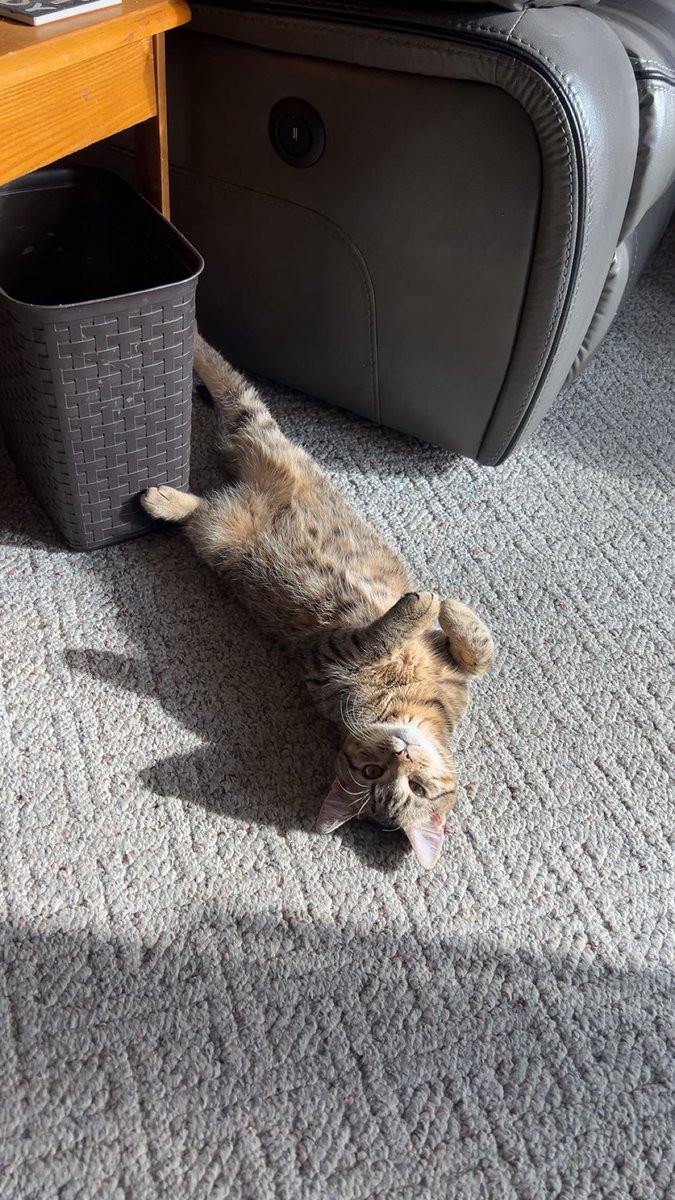 Madisonoliver22's tweet photo. @Garrett_Watts This is my baby boi Ozzy! My old roommate had cat that used to be an outdoor cat. She escaped on us and returned back and her belly began growing and she had 3 little angels and I got the only boy out of the litter! He is only 8 months old but the light of my life! https://t.co/vjyM9Ynacr