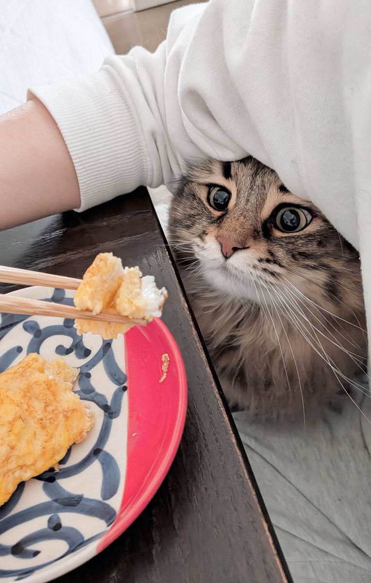 3回に1回くらいの確率でワキから生えてくるネコ（食べにくい）