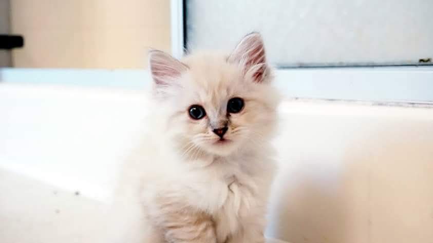 Savy✨️❤️‍🔥 tweet media