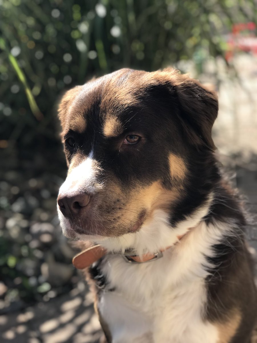 SDKDUN's tweet photo. @Garrett_Watts my puppy cocoa!!! (she’s an old lady😭😭😭) https://t.co/rf1I4YCDTj