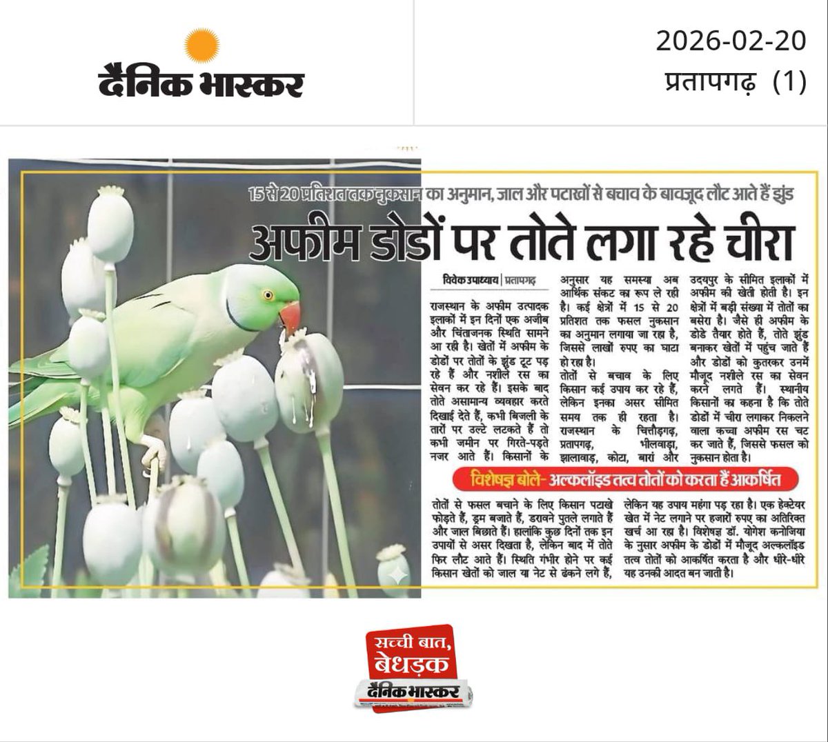 *15 से 20* प्रतिशत तक नुकसान का अनुमान, जाल और पटाखों से बचाव के बावजूद लौट आते हैं झुंड *अफीम डोडों पर तोते लगा रहे चीरा* #perot #afim