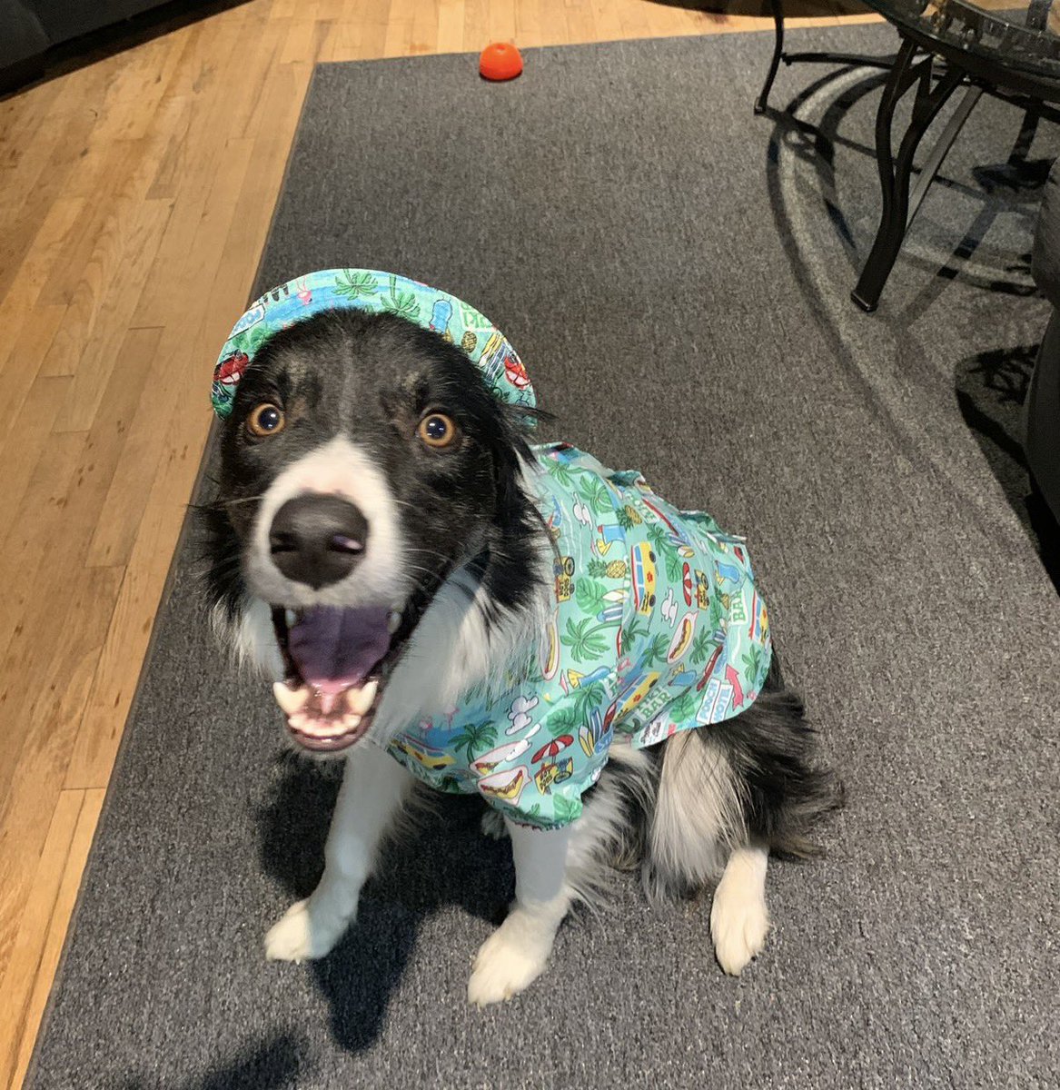 phantasmicxx's tweet photo. @Garrett_Watts This is my very special Border Collie, Lupin. He almost died last year because he chocked on a meatball and needed emergency surgery. https://t.co/lCZqZ49Ven