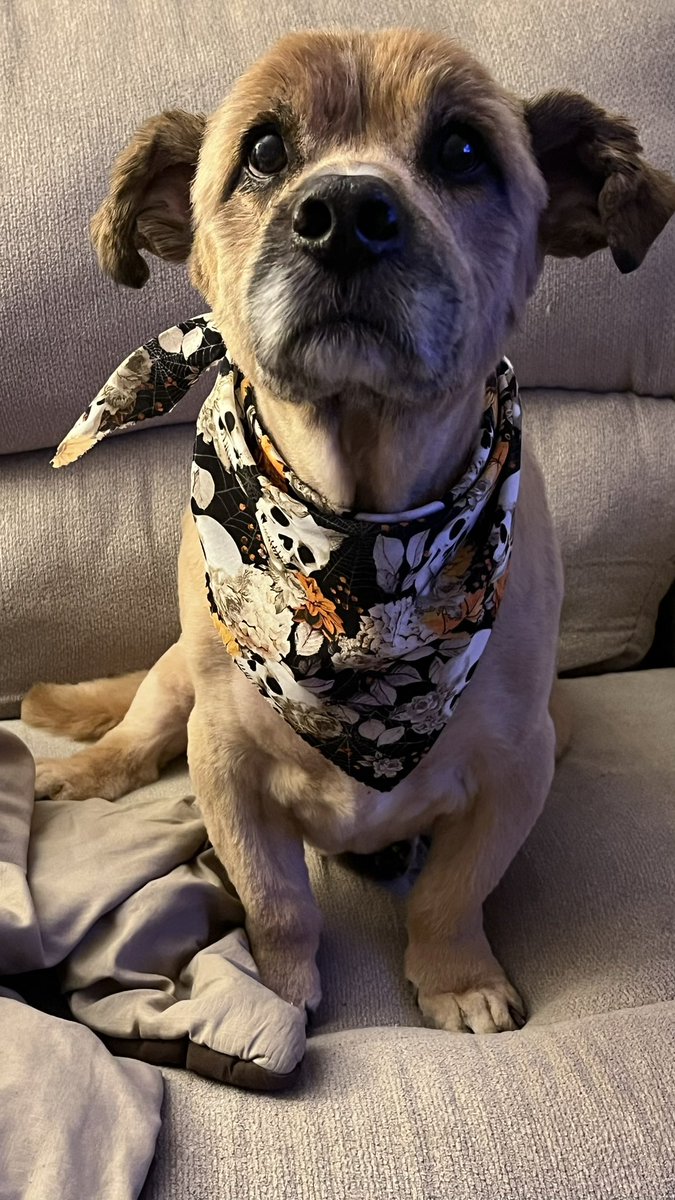 MoondropInk's tweet photo. @Garrett_Watts This is Chewbacca! We got him during Covid and were originally taking care of him temporarily for a family who couldn’t keep him. Long story short, he ended up staying with us and he has been my whole heart since. He likes wearing ties, has Dobby ears, and is a sassy old man https://t.co/aRhSSFurU3