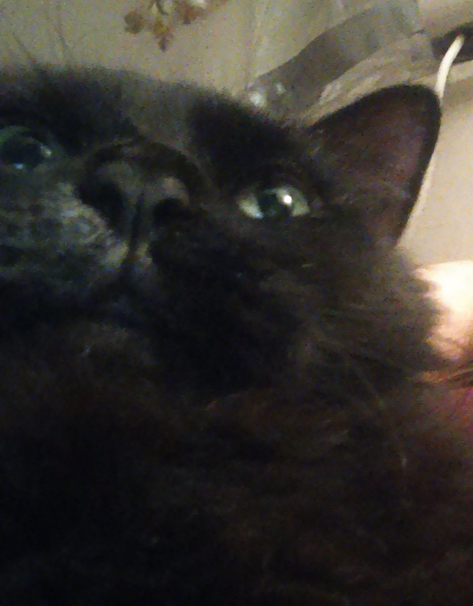 HanaKay47's tweet photo. @Garrett_Watts Gremlin
Naughty kitten/Scaredy-cat Adult/Chill Oldman
14th Birthday Present- surprise Petsmart visit after school 
Lore: Chewed through charging cords, ate the tops of muffins, escaped into the backyard at night, talkative, dropped a live bug into my lap, foodie, played fetch
RIP https://t.co/APs7ApdWVn