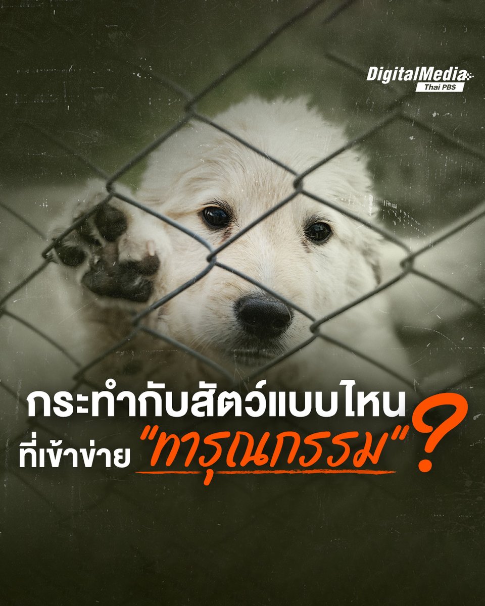 จากกรณีข่าว "มอลลี่" ไซบีเรียนฮัสกีที่ถูกคนราดน้ำมันและจุดไฟเผาจนบาดเจ็บสาหัส การตายในของมอลลี่ในเวลาต่อมา สร้างความโศกเศร้าในกลุ่มคนรักสัตว์และชวนให้หลายคนตั้งคำถามถึงการบังคับใช้กฎหมาย พ.ร.บ. ป้องกันการทารุณกรรมและการจัดสวัสดิภาพสัตว์ พ.ศ. 2557 โดยเฉพาะประเด็นเรื่อง