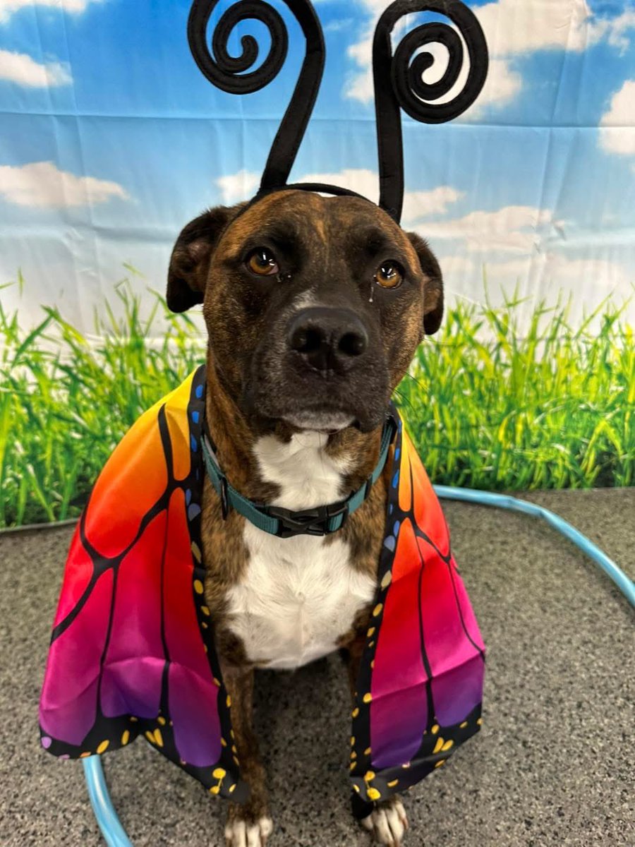 laur_jadams's tweet photo. @Garrett_Watts Here is Leo, 5. 
Likes - Swimming, dressing up, his white spiky ball, sleeping under his blanket
Dislikes - Men https://t.co/dIOZgprkwt