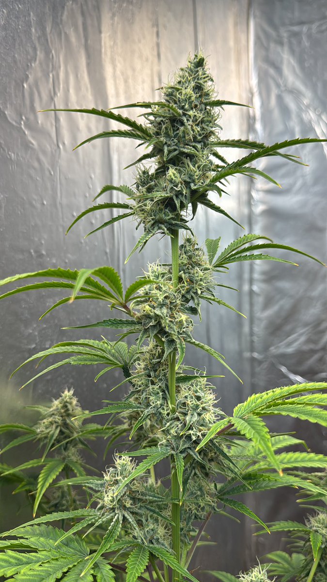 Plants are fucking plants. Period.

The fact that some jackass in a suit decided that inhaling a chemical compound inside one of those plants is a “narcotic” means fuck all to me. We invented the word narcotic. We drafted the statutes. We built the courts.

We did not invent the