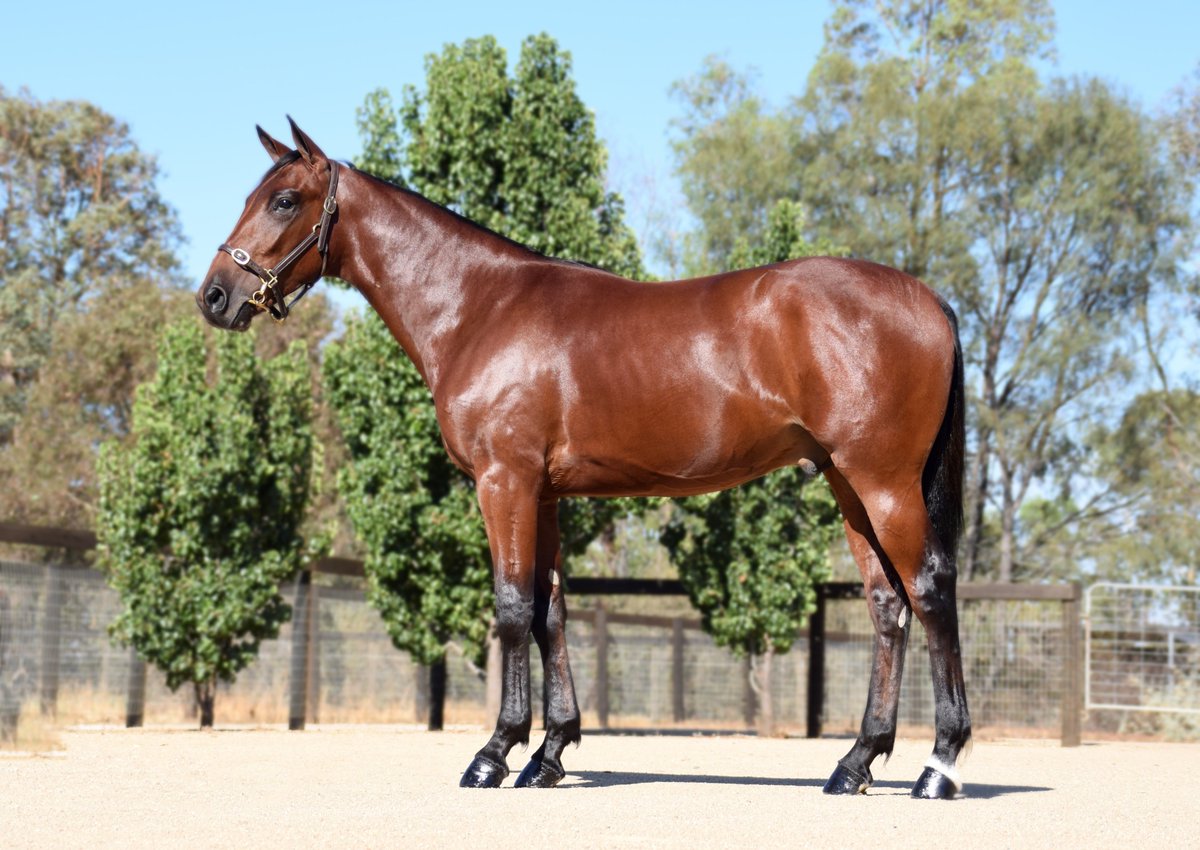 A fantastic draft from Llowalong Farms for the Sydney <a href="/NutrienEquineSB/">Nutrien Equine Standardbred</a> yearling sale on March 8 - take a look at the listing below. 
Especially photographer's favourite, lot 126 a #Captaintreacherous colt from Our Little Jet (a sister to Ladies In Red).

llowalongfarms.com.au/news/the-2026-…