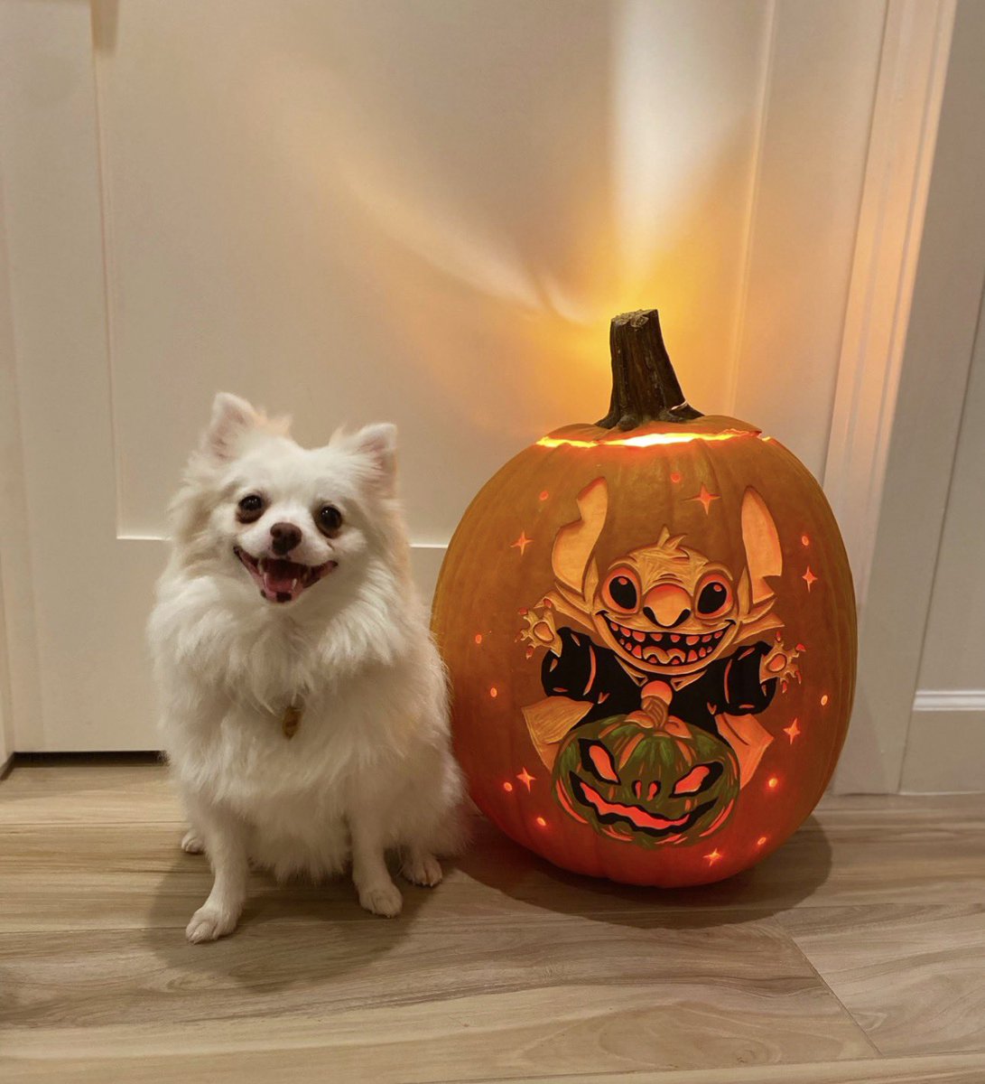 wifi_fox's tweet photo. @Garrett_Watts She truly is such a light in my Life, and the most loving little thing you’ll ever meet! Please don’t rate her Mid 🥲 https://t.co/IVh9CDp6Vq
