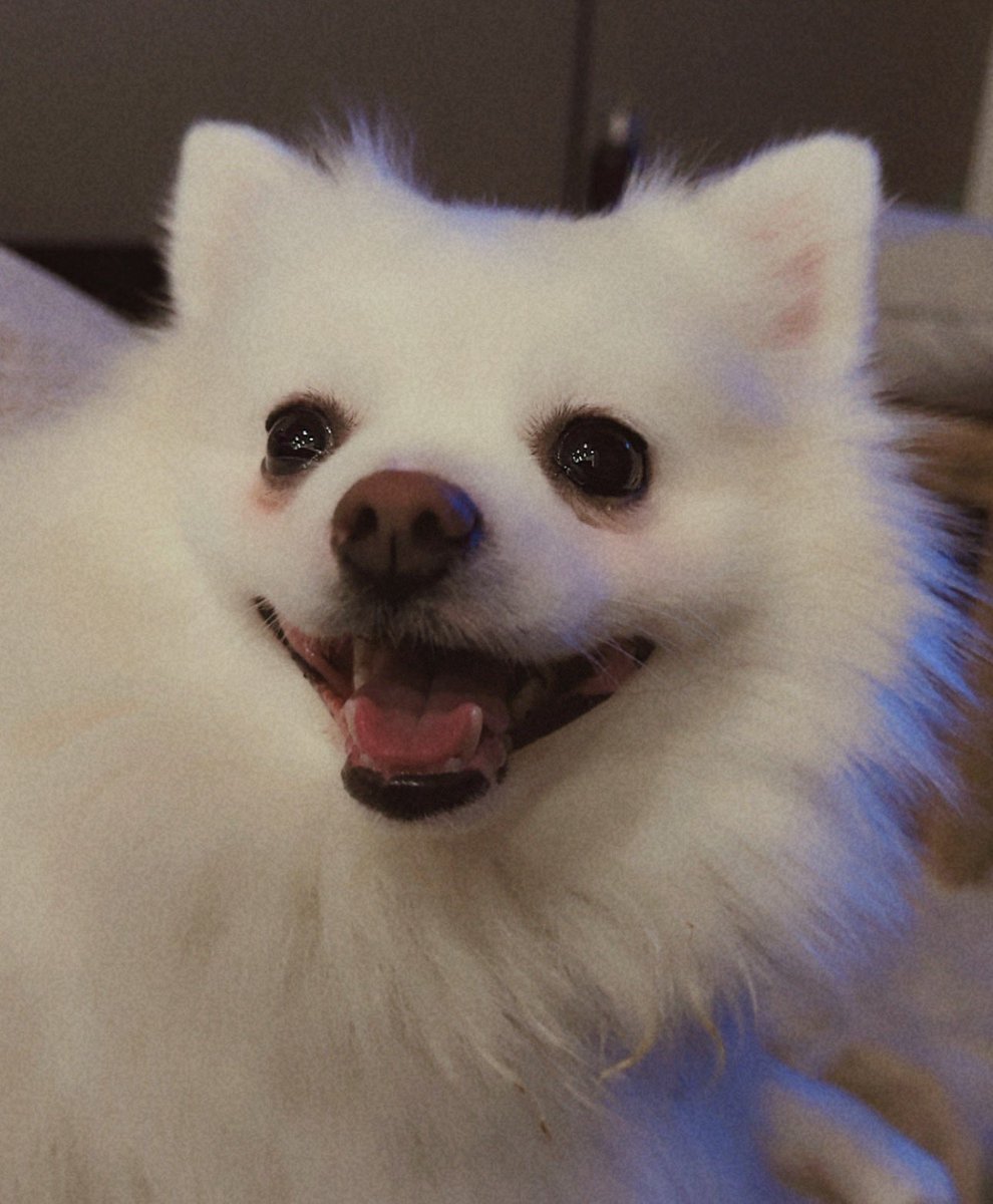 wifi_fox's tweet photo. @Garrett_Watts She truly is such a light in my Life, and the most loving little thing you’ll ever meet! Please don’t rate her Mid 🥲 https://t.co/IVh9CDp6Vq