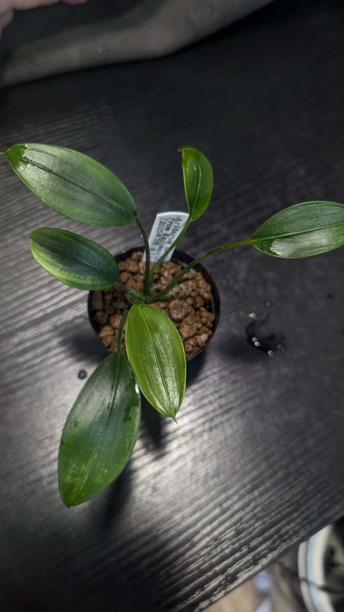 ありゅーあ (@sa_allure3838) / Posts / X