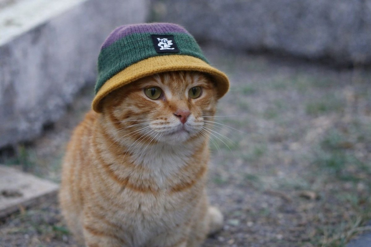 OregonSpaghetti's tweet image. "I smell something big around the corner... the kitchen is heating up. 🍳
Something is definitely brewing. 🐾
$SP
#Solana #Pumpfun #Airdrop #Alpha 👀"