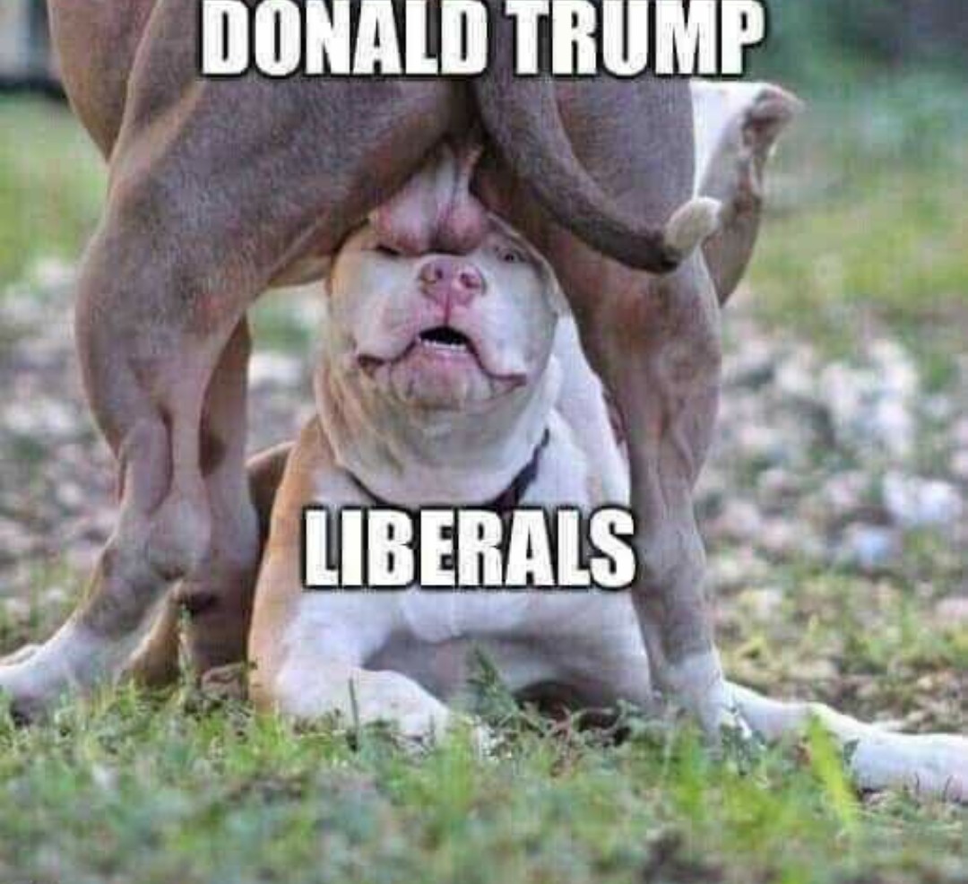 Poor libs always end up on the bottom, barking for mercy they ain't getting! 😂