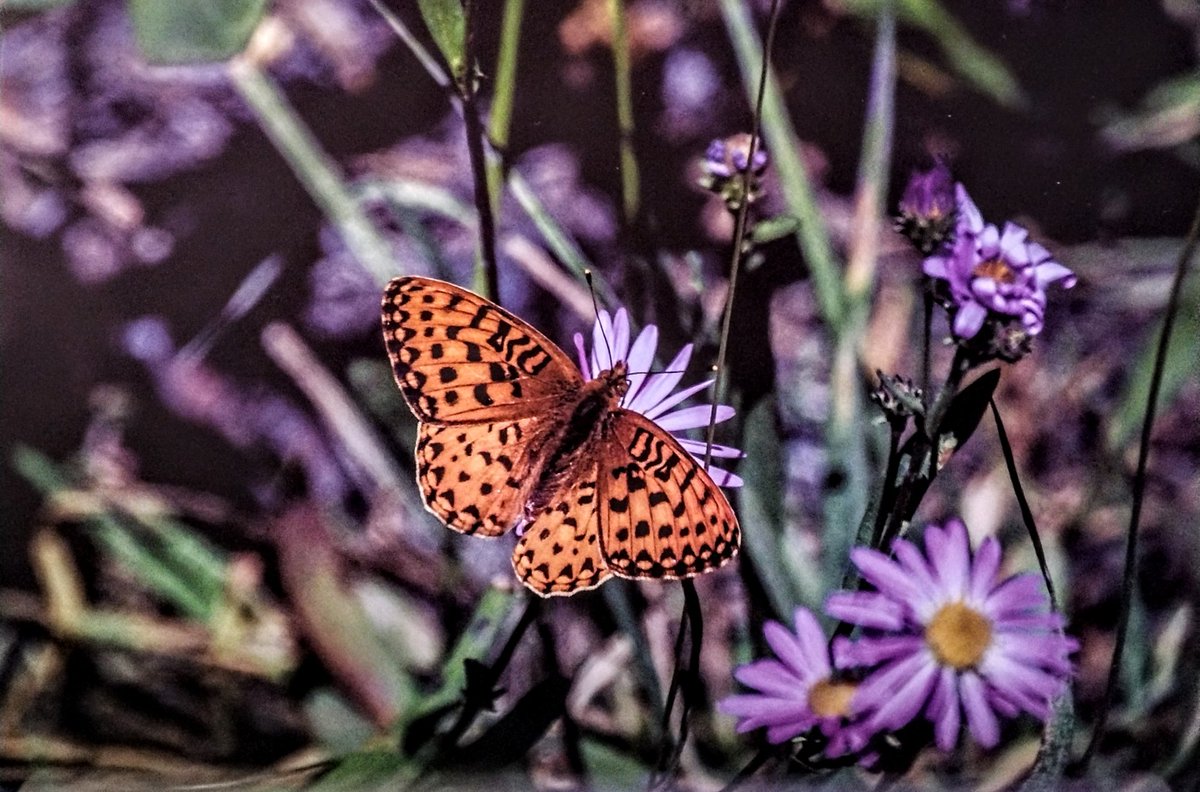 CreateByMichael's tweet photo. "A wonderful time to get close to nature!" #naturephography #FlowersOnFriday #AlmostSpring https://t.co/v24euGI0iC