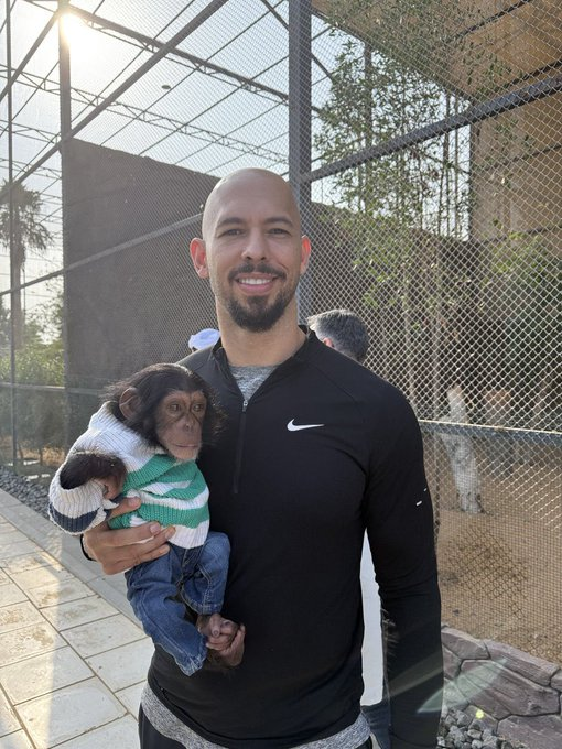 Andrew Tate diye biri 250.000$ a Punch'ı satın almış, sevindim gerçekten hayvan kum torbasına dönmüştü..