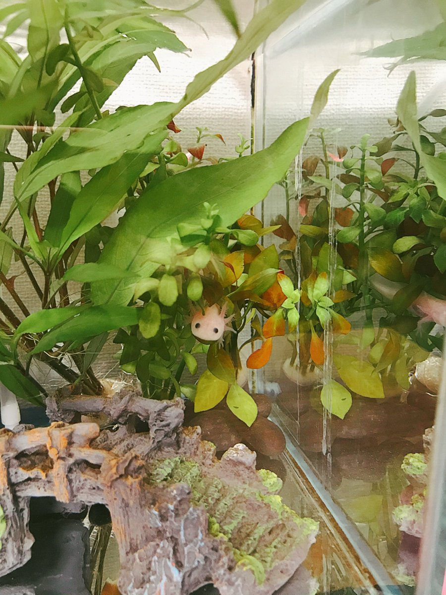 ウーパールーパーでもいいですか？！ ←来たばかり →6年後 ういろう