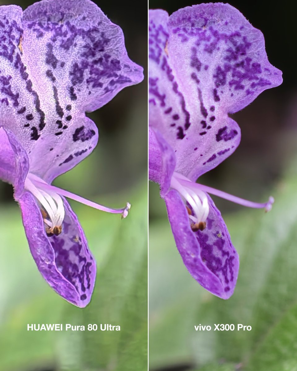 juanrichd's tweet photo. Hasil kamera HUAWEI Pura 80 Ultra vs vivo X300 Pro 🔥 https://t.co/kdeYBl6gFJ