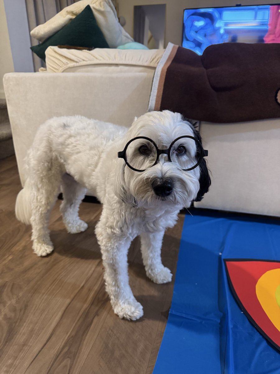 hpetsortiz's tweet photo. @Garrett_Watts This is Jaxson! He’s got one black ear &amp; has been compared to Cruella &amp; Snoopy. He loves cheez its, doing puzzles &amp; Halloween season https://t.co/XMM821PoY0