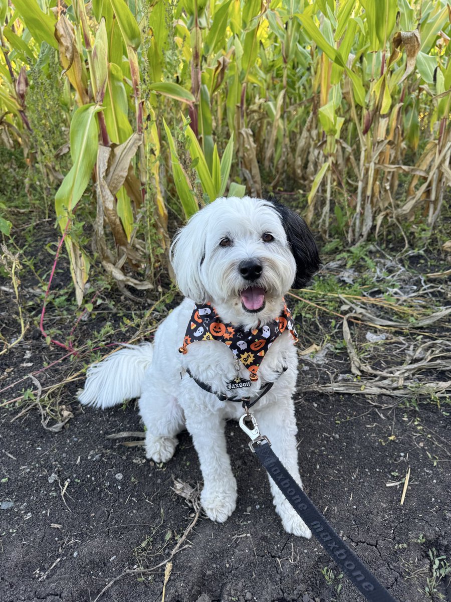 hpetsortiz's tweet photo. @Garrett_Watts This is Jaxson! He’s got one black ear &amp; has been compared to Cruella &amp; Snoopy. He loves cheez its, doing puzzles &amp; Halloween season https://t.co/XMM821PoY0