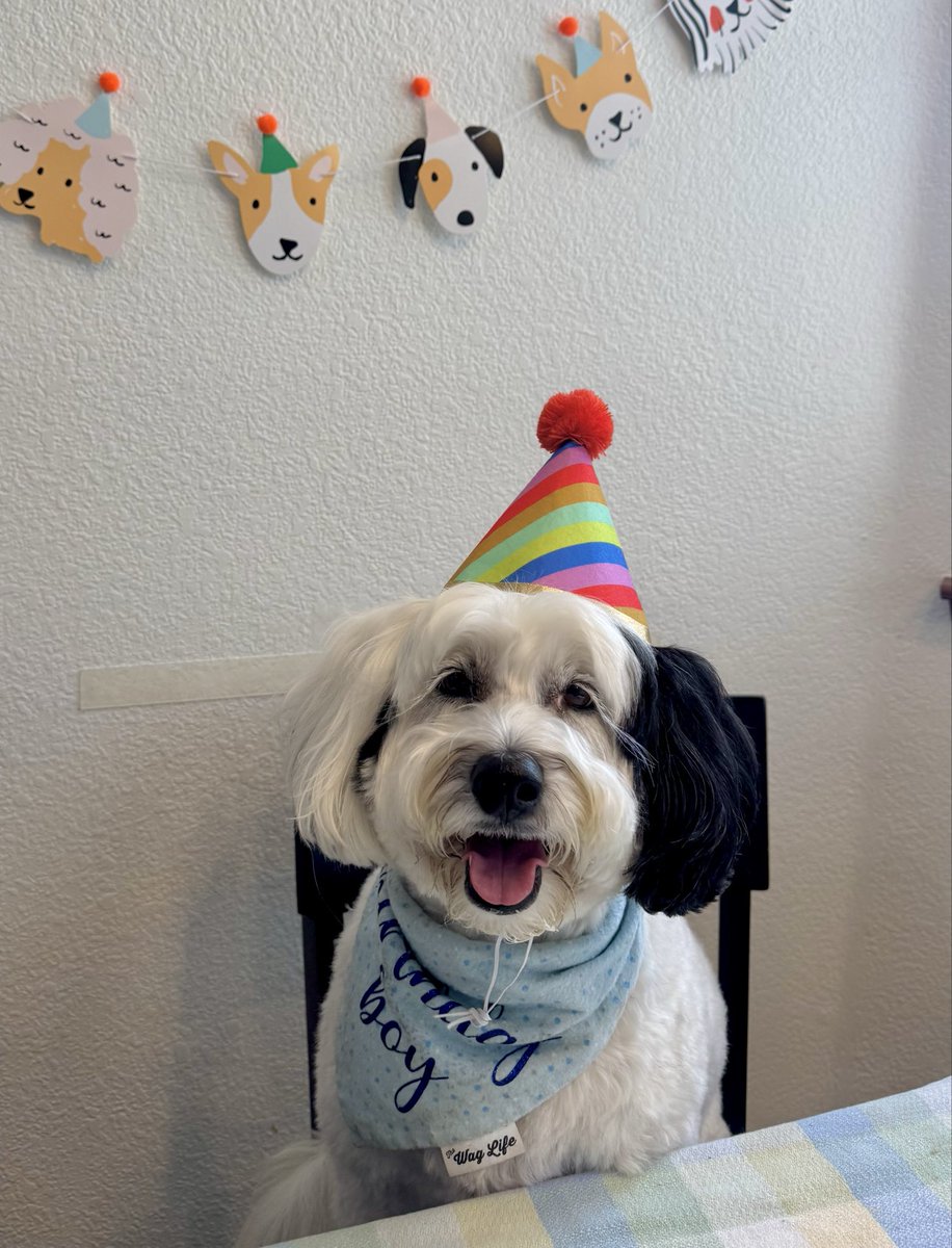 hpetsortiz's tweet photo. @Garrett_Watts This is Jaxson! He’s got one black ear &amp; has been compared to Cruella &amp; Snoopy. He loves cheez its, doing puzzles &amp; Halloween season https://t.co/XMM821PoY0