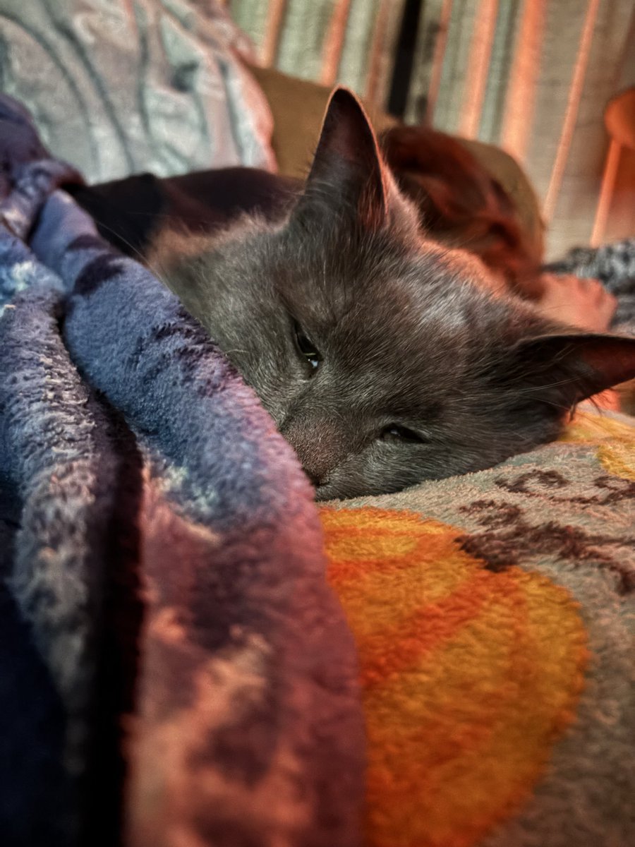 Quiet__Chan's tweet photo. @Garrett_Watts This is Joz (also known as Jobie). He’s 14 and I got him as a baby for my 10th birthday for $5. He’s been with me through so much and is weirdly good at sensing my emotions. He is massive and fluffy and looks intimidating as hell but he’s the biggest sweetheart you’ll ever meet💙 https://t.co/QjkyM1DR9t