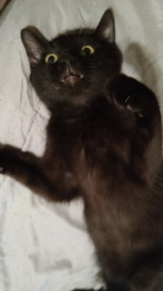 cass2724's tweet photo. @Garrett_Watts Oreo and Benny- Oreo (the black cat) once got lost during the winter and found his way home an exact month later, plus he adores belly rubs to no end. Benny (the orange cat) showed up under my car as a kitten with an infection on his eye, so i nursed him back to health! https://t.co/wtPEbQB9Mn