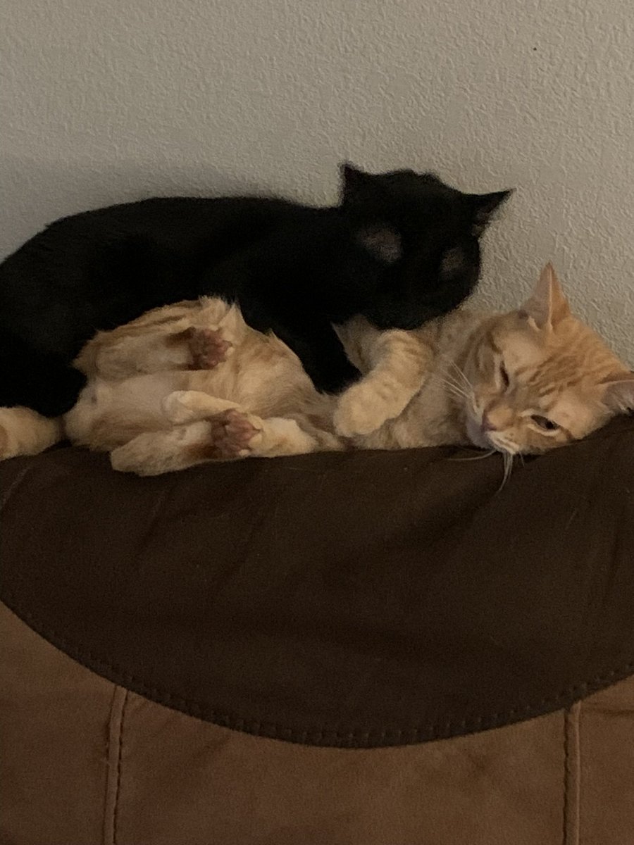 cass2724's tweet photo. @Garrett_Watts Oreo and Benny- Oreo (the black cat) once got lost during the winter and found his way home an exact month later, plus he adores belly rubs to no end. Benny (the orange cat) showed up under my car as a kitten with an infection on his eye, so i nursed him back to health! https://t.co/wtPEbQB9Mn
