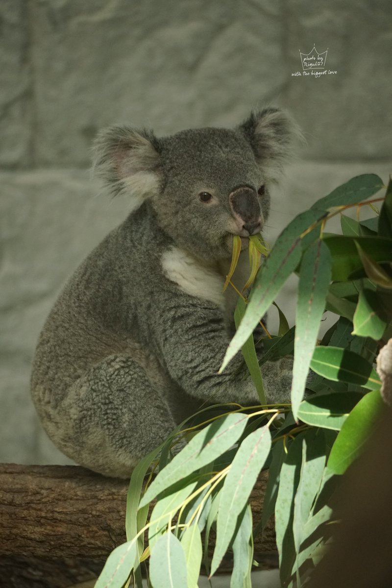 いつもユーカリの食いっぷりがいいピーターくん🐨

 #イングランドの丘 #淡路島
 #コアラ #koala 
 #PHOTObyRigul27