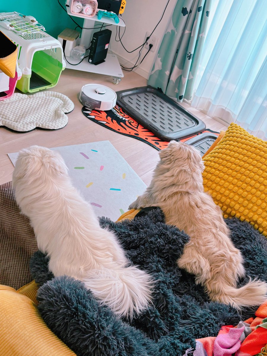 ロボット掃除機見守り隊の犬犬方